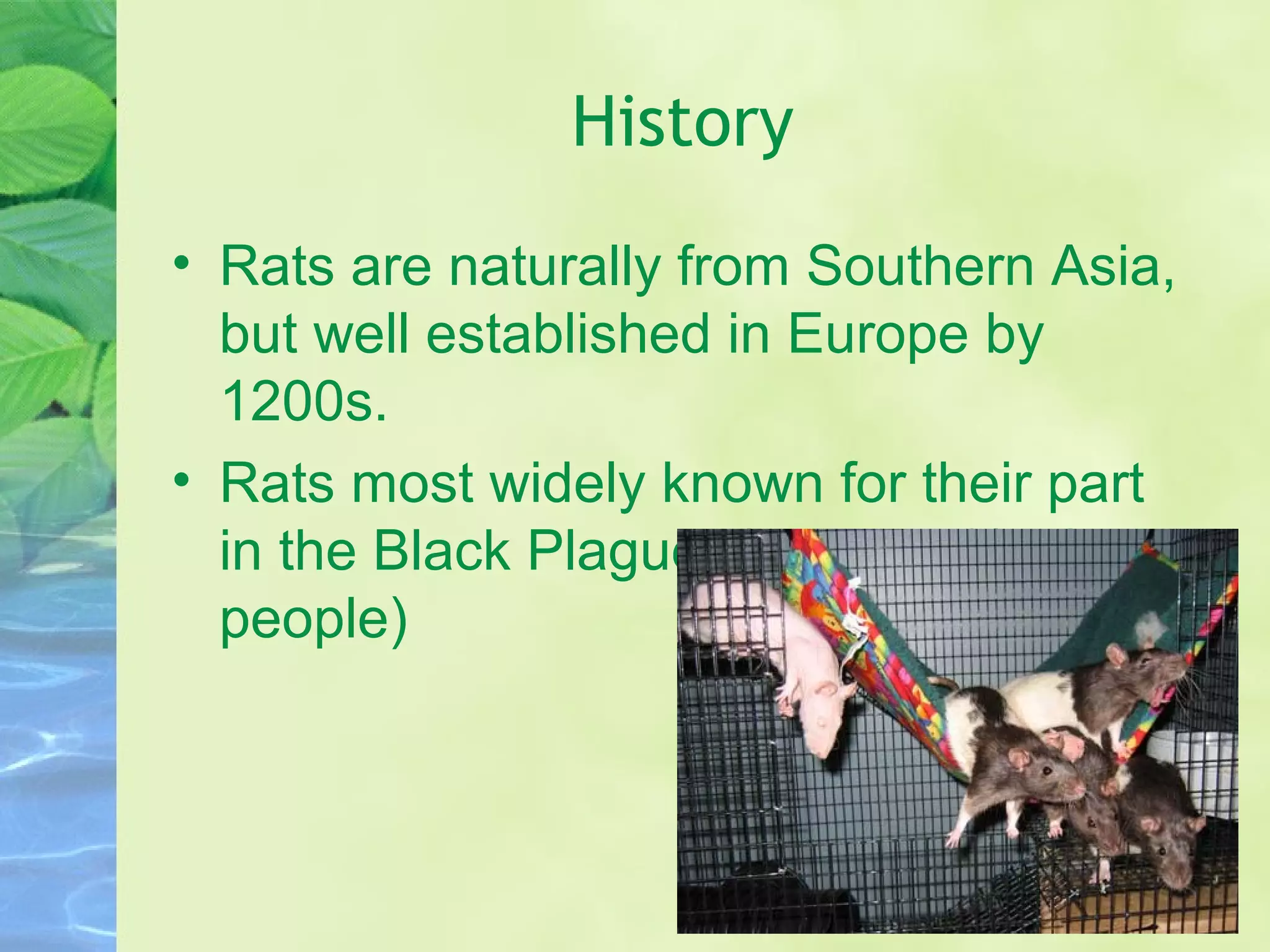 Rodents | PPT