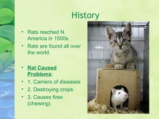 Rodents | PPT