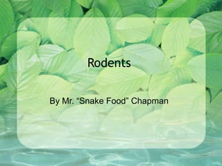 Rodents

By Mr. “Snake Food” Chapman
 