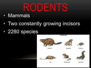 RODENTS
• Mammals
• Two constantly growing incisors
• 2280 species
 