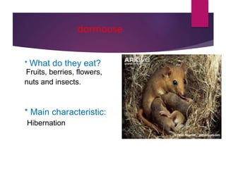 dormouse
* What do they eat?
Fruits, berries, flowers,
nuts and insects.
* Main characteristic:
Hibernation
 