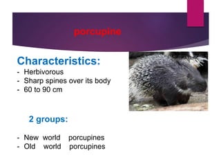 porcupine
Characteristics:
- Herbivorous
- Sharp spines over its body
- 60 to 90 cm
2 groups:
- New world porcupines
- Old world porcupines
 