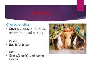 Guinea pig
Characteristics:
• Cavies, cobayo, cobaya,
acure, curí, cuilo cuis
• 22 cm
• South America
• Diet:
• Grass,(alfalfa) and some
leaves
 