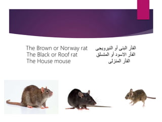 ‫التصنيف‬
The Brown or Norway rat ‫النيرويجى‬ ‫أو‬ ‫البنى‬ ‫الفأر‬
The Black or Roof rat ‫المتسلق‬ ‫أو‬ ‫االسود‬ ‫الفأر‬
The House mouse ‫المنزلى‬ ‫الفأر‬
 