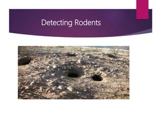 Detecting Rodents
 