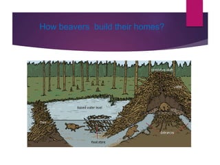 How beavers build their homes?
 