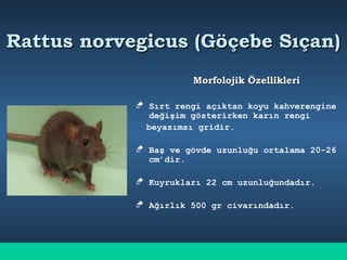 Rattus norvegicus (Göçebe Sıçan)Rattus norvegicus (Göçebe Sıçan)
Morfolojik ÖzellikleriMorfolojik Özellikleri
 Sırt rengi açıktan koyu kahverengine
değişim gösterirken karın rengi
beyazımsı gridir.
 Baş ve gövde uzunluğu ortalama 20-26
cm’dir.
 Kuyrukları 22 cm uzunluğundadır.
 Ağırlık 500 gr civarındadır.
 