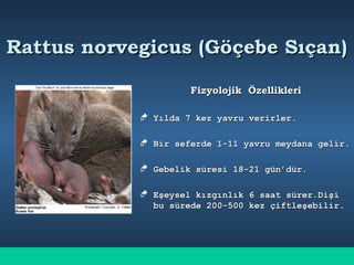 Rattus norvegicus (Göçebe Sıçan)Rattus norvegicus (Göçebe Sıçan)
Fizyolojik ÖzellikleriFizyolojik Özellikleri
 Yılda 7 kez yavru verirler.Yılda 7 kez yavru verirler.
 Bir seferde 1-11 yavru meydana gelir.Bir seferde 1-11 yavru meydana gelir.
 Gebelik süresi 18-21 gün’dür.Gebelik süresi 18-21 gün’dür.
 Eşeysel kızgınlık 6 saat sürer.DişiEşeysel kızgınlık 6 saat sürer.Dişi
bu sürede 200-500 kez çiftleşebilirbu sürede 200-500 kez çiftleşebilir.
 