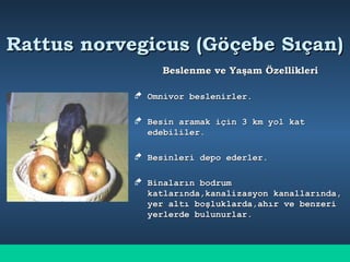Rattus norvegicus (Göçebe Sıçan)Rattus norvegicus (Göçebe Sıçan)
Beslenme ve Yaşam ÖzellikleriBeslenme ve Yaşam Özellikleri
 Omnivor beslenirler.Omnivor beslenirler.
 Besin aramak için 3 km yol katBesin aramak için 3 km yol kat
edebililer.edebililer.
 Besinleri depo ederler.Besinleri depo ederler.
 Binaların bodrumBinaların bodrum
katlarında,kanalizasyon kanallarında,katlarında,kanalizasyon kanallarında,
yer altı boşluklarda,ahır ve benzeriyer altı boşluklarda,ahır ve benzeri
yerlerde bulunurlar.yerlerde bulunurlar.
 