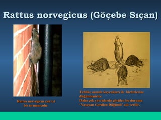 Rattus norvegicus (Göçebe Sıçan)Rattus norvegicus (Göçebe Sıçan)
Rattus norvegicus çok iyiRattus norvegicus çok iyi
bir tırmanıcıdır.bir tırmanıcıdır.
Tehlike anında kuyrukları ile birbirlerineTehlike anında kuyrukları ile birbirlerine
düğümlenirler.düğümlenirler.
Daha çok yavrularda görülen bu durumaDaha çok yavrularda görülen bu duruma
‘Yaşayan Gordion Düğümü’ adı verilir.‘Yaşayan Gordion Düğümü’ adı verilir.
 