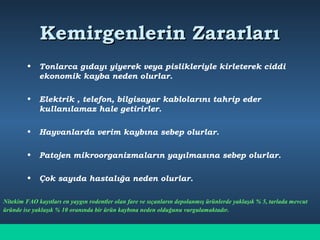 Kemirgenlerin ZararlarıKemirgenlerin Zararları
• Tonlarca gıdayı yiyerek veya pislikleriyle kirleterek ciddi
ekonomik kayba neden olurlar.
• Elektrik , telefon, bilgisayar kablolarını tahrip eder
kullanılamaz hale getirirler.
• Hayvanlarda verim kaybına sebep olurlar.
• Patojen mikroorganizmaların yayılmasına sebep olurlar.
• Çok sayıda hastalığa neden olurlar.
Nitekim FAO kayıtları en yaygın rodentler olan fare ve sıçanların depolanmış ürünlerde yaklaşık % 5, tarlada mevcut
üründe ise yaklaşık % 10 oranında bir ürün kaybına neden olduğunu vurgulamaktadır.
 
