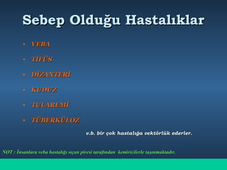 Sebep Olduğu HastalıklarSebep Olduğu Hastalıklar
• VEBAVEBA
• TİFÜSTİFÜS
• DİZANTERİDİZANTERİ
• KUDUZKUDUZ
• TULAREMİTULAREMİ
• TÜBERKÜLOZTÜBERKÜLOZ
v.b. bir çok hastalığa vektörlük ederler.v.b. bir çok hastalığa vektörlük ederler.
NOT : İnsanlara veba hastalığı sıçan piresi tarafından kemiricilerle taşınmaktadır.NOT : İnsanlara veba hastalığı sıçan piresi tarafından kemiricilerle taşınmaktadır.
 