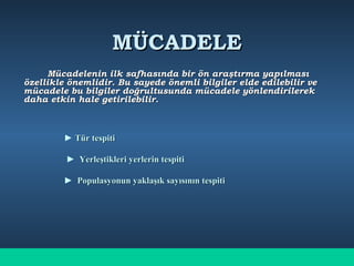 MÜCADELEMÜCADELE
Mücadelenin ilk safhasında bir ön araştırma yapılmasıMücadelenin ilk safhasında bir ön araştırma yapılması
özellikle önemlidir. Bu sayede önemli bilgiler elde edilebilir veözellikle önemlidir. Bu sayede önemli bilgiler elde edilebilir ve
mücadele bu bilgiler doğrultusunda mücadele yönlendirilerekmücadele bu bilgiler doğrultusunda mücadele yönlendirilerek
daha etkin hale getirilebilir.daha etkin hale getirilebilir.
► Tür tespitiTür tespiti
► Yerleştikleri yerlerin tespitiYerleştikleri yerlerin tespiti
► Populasyonun yaklaşık sayısının tespitiPopulasyonun yaklaşık sayısının tespiti
 