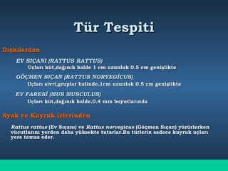 Tür TespitiTür Tespiti
DışkılardanDışkılardan
EV SIÇANI (RATTUS RATTUS)EV SIÇANI (RATTUS RATTUS)
Uçları küt,dağınık halde 1 cm uzunluk 0.5 cm genişlikteUçları küt,dağınık halde 1 cm uzunluk 0.5 cm genişlikte
GÖÇMEN SIÇAN (RATTUS NORVEGİCUS)GÖÇMEN SIÇAN (RATTUS NORVEGİCUS)
Uçları sivri,gruplar halinde,1cm uzunluk 0.5 cm genişlikteUçları sivri,gruplar halinde,1cm uzunluk 0.5 cm genişlikte
EV FARESİ (MUS MUSCULUS)EV FARESİ (MUS MUSCULUS)
Uçları küt,dağınık halde,0.4 mm boyutlarındaUçları küt,dağınık halde,0.4 mm boyutlarında
Ayak ve Kuyruk izlerindenAyak ve Kuyruk izlerinden
Rattus rattusRattus rattus (Ev Sıçanı) ve(Ev Sıçanı) ve Rattus norvegicusRattus norvegicus (Göçmen Sıçan) yürürlerken(Göçmen Sıçan) yürürlerken
vücutlarını yerden daha yüksekte tutarlar.Bu türlerin sadece kuyruk uçlarıvücutlarını yerden daha yüksekte tutarlar.Bu türlerin sadece kuyruk uçları
yere temas eder.yere temas eder.
 