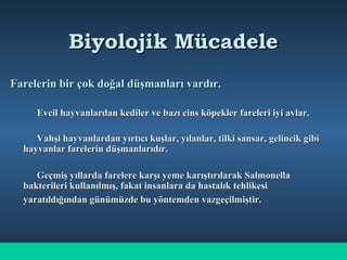 Biyolojik MücadeleBiyolojik Mücadele
Farelerin bir çok doğal düşmanları vardır.Farelerin bir çok doğal düşmanları vardır.
Evcil hayvanlardan kediler ve bazı cins köpekler fareleri iyi avlar.Evcil hayvanlardan kediler ve bazı cins köpekler fareleri iyi avlar.
Vahşi hayvanlardan yırtıcı kuşlar, yılanlar, tilki sansar, gelincik gibiVahşi hayvanlardan yırtıcı kuşlar, yılanlar, tilki sansar, gelincik gibi
hayvanlar farelerin düşmanlarıdır.hayvanlar farelerin düşmanlarıdır.
Geçmiş yıllarda farelere karşı yeme karıştırılarak SalmonellaGeçmiş yıllarda farelere karşı yeme karıştırılarak Salmonella
bakterileri kullanılmış, fakat insanlara da hastalık tehlikesibakterileri kullanılmış, fakat insanlara da hastalık tehlikesi
yaratıldığından günümüzde bu yöntemden vazgeçilmiştir.yaratıldığından günümüzde bu yöntemden vazgeçilmiştir.
 