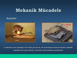 Mekanik MücadeleMekanik Mücadele
KapanlarKapanlar
Az miktarda zararlı yoğunluğu varsa, birkaç gün süre ile çok sayıda kapan kurularak mücadele yapılabilir.Az miktarda zararlı yoğunluğu varsa, birkaç gün süre ile çok sayıda kapan kurularak mücadele yapılabilir.
Kapanların fare geçiş yollarına ve duvarlara yakın konulması gerekmektedir.Kapanların fare geçiş yollarına ve duvarlara yakın konulması gerekmektedir.
 