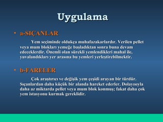 UygulamaUygulama
• a-SIÇANLARa-SIÇANLAR
Yem seçiminde oldukça muhafazakarlardır. Verilen pelletYem seçiminde oldukça muhafazakarlardır. Verilen pellet
veya mum blokları yemeğe başladıktan sonra buna devamveya mum blokları yemeğe başladıktan sonra buna devam
edeceklerdir. Önemli olan sürekli yemlendikleri mahal ile,edeceklerdir. Önemli olan sürekli yemlendikleri mahal ile,
yuvalandıkları yer arasına bu yemleri yerleştirebilmektir.yuvalandıkları yer arasına bu yemleri yerleştirebilmektir.
• b-FARELERb-FARELER
Çok araştırıcı ve değişik yem çeşidi arayan bir türdür.Çok araştırıcı ve değişik yem çeşidi arayan bir türdür.
Sıçanlardan daha küçük bir alanda hareket ederler. DolayısıylaSıçanlardan daha küçük bir alanda hareket ederler. Dolayısıyla
daha az miktarda pellet veya mum blok konmuş; fakat daha çokdaha az miktarda pellet veya mum blok konmuş; fakat daha çok
yem istasyonu kurmak gereklidir.yem istasyonu kurmak gereklidir.
 