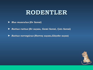 RODENTLERRODENTLER
► Mus musculusMus musculus (Ev faresi)(Ev faresi)
► Rattus rattusRattus rattus (Ev sıçanı, Gemi faresi, Çatı faresi)(Ev sıçanı, Gemi faresi, Çatı faresi)
► Rattus norvegicusRattus norvegicus (Norveç sıçanı,Göçebe sıçan)(Norveç sıçanı,Göçebe sıçan)
 