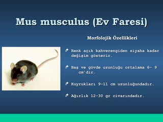 Mus musculus (Ev Faresi)Mus musculus (Ev Faresi)
Morfolojik ÖzellikleriMorfolojik Özellikleri
 Renk açık kahverengiden siyaha kadarRenk açık kahverengiden siyaha kadar
değişim gösterir.değişim gösterir.
 Baş ve gövde uzunluğu ortalama 6- 9Baş ve gövde uzunluğu ortalama 6- 9
cm’dir.cm’dir.
 Kuyrukları 9-11 cm uzunluğundadır.Kuyrukları 9-11 cm uzunluğundadır.
 Ağırlık 12-30 gr civarındadır.Ağırlık 12-30 gr civarındadır.
 