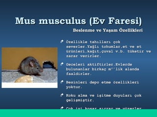 Mus musculus (Ev Faresi)Mus musculus (Ev Faresi)
Beslenme ve Yaşam ÖzellikleriBeslenme ve Yaşam Özellikleri
 Özellikle tahılları çokÖzellikle tahılları çok
severler.Yağlı tohumlar,et ve etseverler.Yağlı tohumlar,et ve et
ürünleri,kağıt,çuval v.b. tüketir veürünleri,kağıt,çuval v.b. tüketir ve
zarar verirler.zarar verirler.
 Geceleri aktiftirler.EvlerdeGeceleri aktiftirler.Evlerde
bulunanlar birkaç mbulunanlar birkaç m²²’lik alanda’lik alanda
faaldirler.faaldirler.
 Besinleri depo etme özellikleriBesinleri depo etme özellikleri
yoktur.yoktur.
 Koku alma ve işitme duyuları çokKoku alma ve işitme duyuları çok
gelişmiştir.gelişmiştir.
 Çok iyi koşar,sıçrar ve yüzerler.Çok iyi koşar,sıçrar ve yüzerler.
 