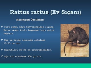 Rattus rattus (Ev Sıçanı)Rattus rattus (Ev Sıçanı)
Morfolojik ÖzellikleriMorfolojik Özellikleri
 Sırt rengi koyu kahverengiden siyahaSırt rengi koyu kahverengiden siyaha
Karın rengi kirli beyazdan koyu griyeKarın rengi kirli beyazdan koyu griye
değişir.değişir.
 Baş ve gövde uzunluğu ortalamaBaş ve gövde uzunluğu ortalama
17-23 cm’dir.17-23 cm’dir.
 Kuyrukları 20-25 cm uzunluğundadır.Kuyrukları 20-25 cm uzunluğundadır.
 Ağırlık ortalama 300 gr’dır.Ağırlık ortalama 300 gr’dır.
 