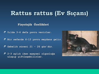 Rattus rattus (Ev Sıçanı)Rattus rattus (Ev Sıçanı)
Fizyolojik ÖzellikleriFizyolojik Özellikleri
 Yılda 3-6 defa yavru verirler.Yılda 3-6 defa yavru verirler.
 Bir seferde 6-13 yavru meydana gelir.Bir seferde 6-13 yavru meydana gelir.
 Gebelik süresi 21 - 26 gün’dür.Gebelik süresi 21 - 26 gün’dür.
 2-3 aylık iken eşeysel olgunluğa2-3 aylık iken eşeysel olgunluğa
ulaşıp çiftleşebilirler.ulaşıp çiftleşebilirler.
 