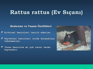 Rattus rattus (Ev Sıçanı)Rattus rattus (Ev Sıçanı)
Beslenme ve Yaşam ÖzellikleriBeslenme ve Yaşam Özellikleri
 Bitkisel besinleri tercih ederler.Bitkisel besinleri tercih ederler.
 Hayvansal besinleri zorda kalmadıkçaHayvansal besinleri zorda kalmadıkça
tüketmezler.tüketmezler.
 İnsan besinine en çok zarar verenİnsan besinine en çok zarar veren
hayvandır.hayvandır.
 