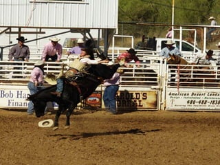 Rodeo cheval