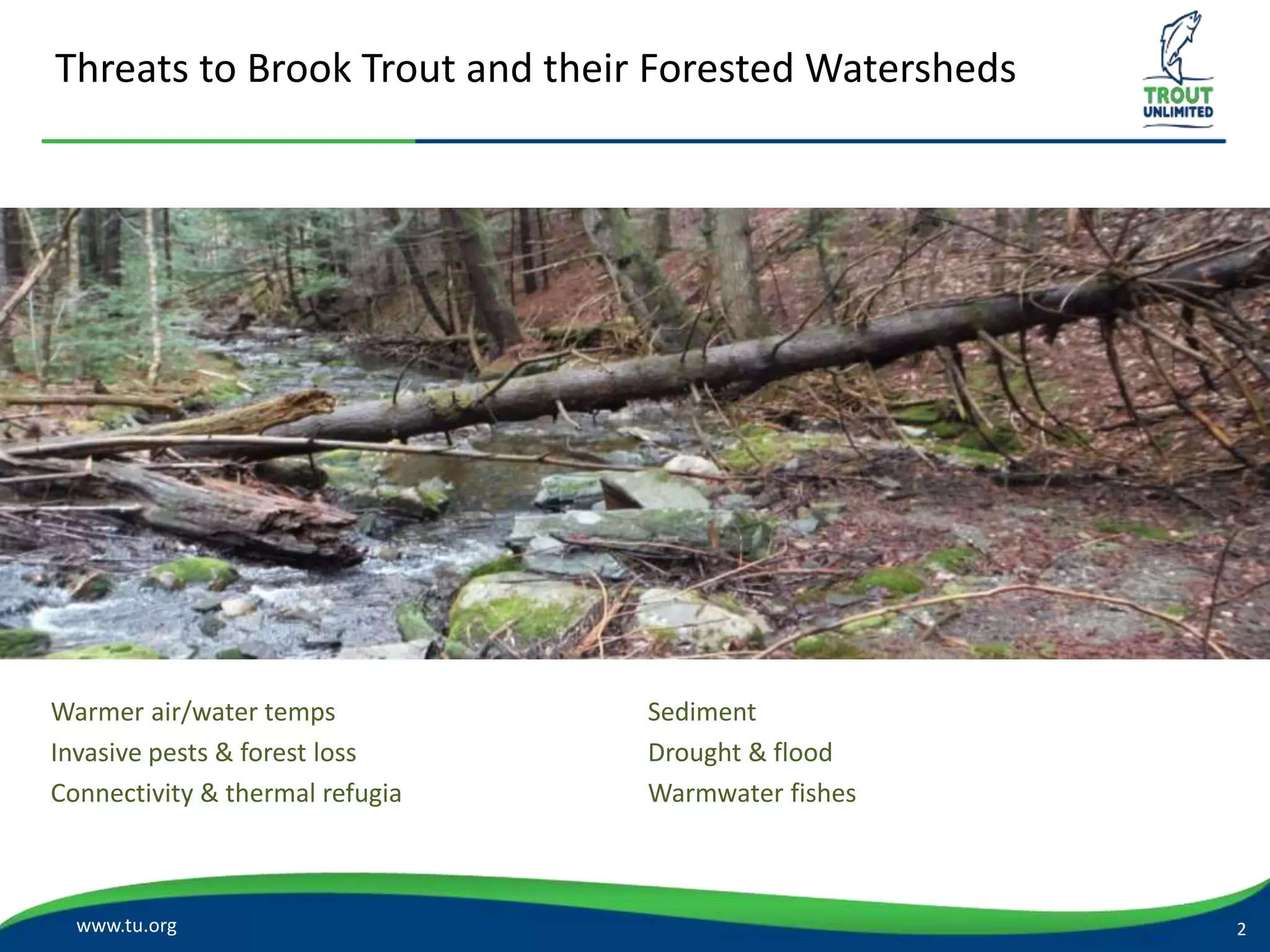 Threats to Brook Trout and their Forested Watersheds
www.tu.org
Warmer air/water temps
Invasive pests & forest loss
Connectivity & thermal refugia
2
Sediment
Drought & flood
Warmwater fishes