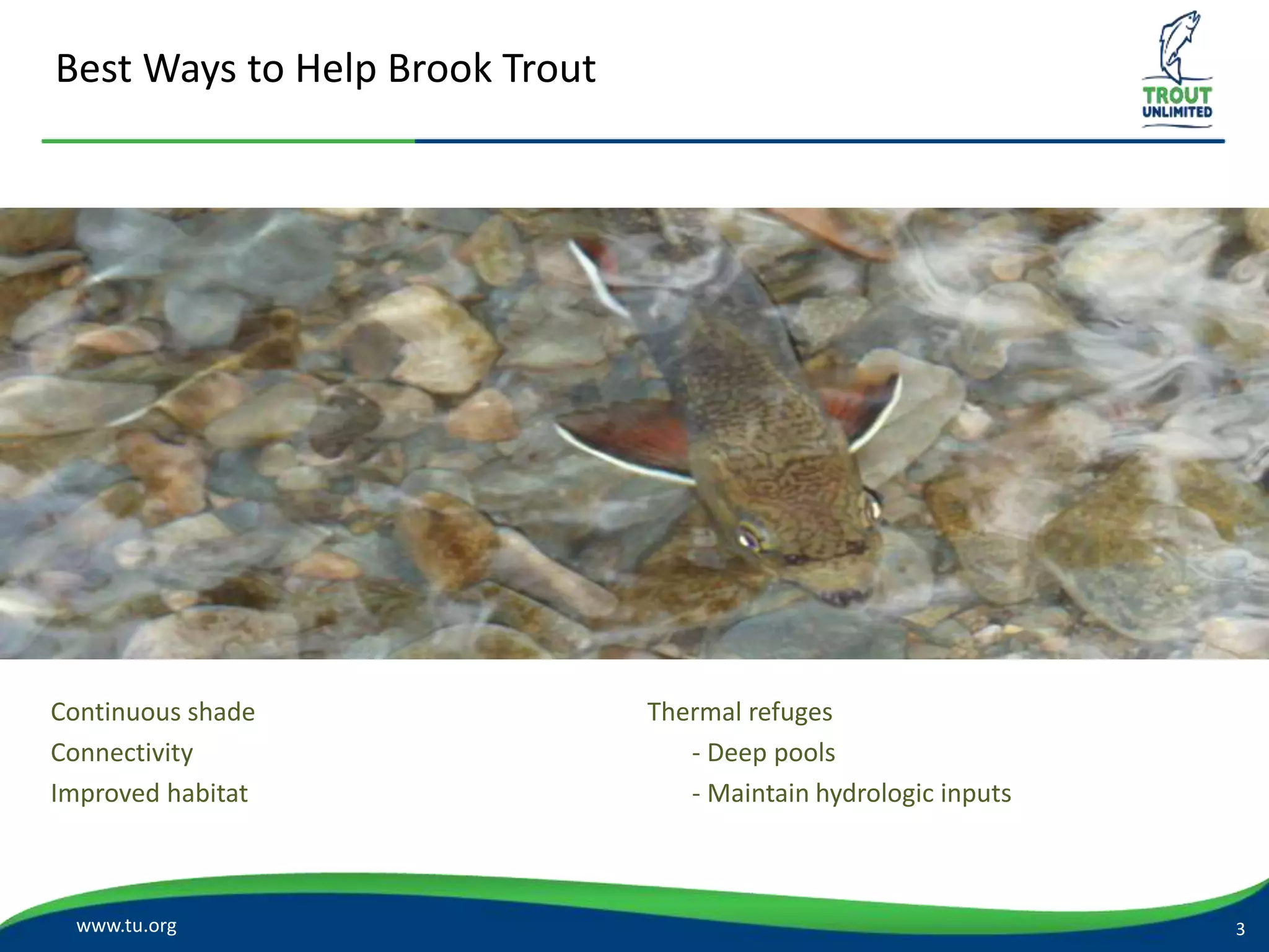 Best Ways to Help Brook Trout
www.tu.org
Continuous shade
Connectivity
Improved habitat
3
Thermal refuges
- Deep pools
- Maintain hydrologic inputs