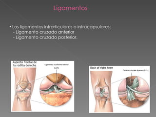 Los ligamentos intrarticulares o intracapsulares: - Ligamento cruzado anterior  - Ligamento cruzado posterior.  Ligamentos 