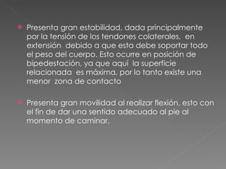 Presenta gran estabilidad, dada principalmente por la tensión de los tendones colaterales,  en extensión  debido a que esta debe soportar todo el peso del cuerpo. Esto ocurre en posición de bipedestación, ya que aquí  la superficie relacionada  es máxima, por lo tanto existe una menor  zona de contacto  Presenta gran movilidad al realizar flexión, esto con el fin de dar una sentido adecuado al pie al momento de caminar. 