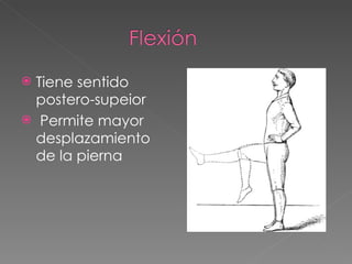 Tiene sentido postero-supeior Permite mayor desplazamiento  de la pierna 