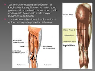 Las limitaciones para la flexión son  la longitud de los isquitibiales, la misma zona glútea y  el movimiento de la cadera,  si la cadera esta flexionada existe mayor  movimiento de flexión. Los músculos y tendones  involucrados se ubican en la parte posterior del muslo. 