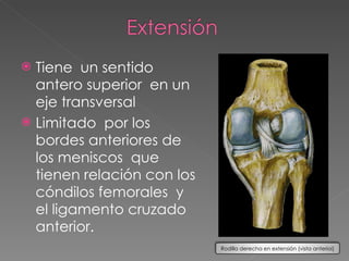 Tiene  un sentido antero superior  en un eje transversal Limitado  por los bordes anteriores de los meniscos  que tienen relación con los cóndilos femorales  y el ligamento cruzado anterior.  Rodilla derecha en extensión (vista anterioi) 