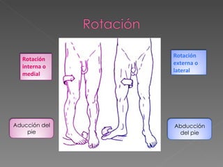 Rotación interna o medial Rotación externa o lateral Abducción del pie Aducción del pie 