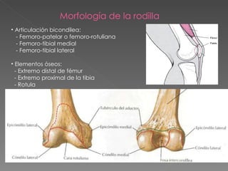 Articulación bicondilea: - Femoro-patelar o femoro-rotuliana - Femoro-tibial medial - Femoro-tibial lateral Elementos óseos: - Extremo distal de fémur - Extremo proximal de la tibia - Rotula Morfología de la rodilla 