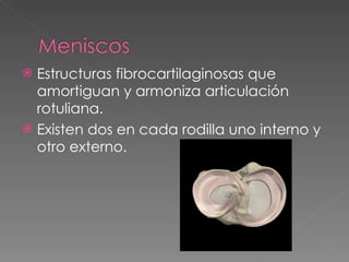 Estructuras fibrocartilaginosas que amortiguan y armoniza articulación rotuliana. Existen dos en cada rodilla uno interno y otro externo. 