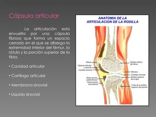 Cápsula articular La articulación esta envuelta por una cápsula fibrosa que forma un espacio cerrado en el que se alberga la extremidad inferior del fémur, la rótula y la porción superior de la tibia.  Cavidad articular Cartílago articular Membrana sinovial Liquido sinovial 