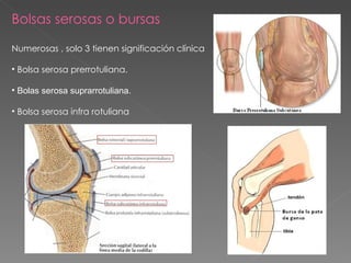 Bolsas serosas o bursas Numerosas , solo 3 tienen significación clínica Bolsa serosa prerrotuliana.  Bolas serosa suprarrotuliana . Bolsa serosa infra rotuliana 
