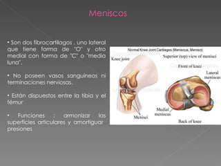 Son dos fibrocartílagos , uno lateral que tiene forma de "O" y otro medial con forma de "C" o "media luna".  No poseen vasos sanguíneos ni terminaciones nerviosas.  Están dispuestos entre la tibia y el fémur  Funciones :  armonizar las superficies articulares y amortiguar  presiones Meniscos 