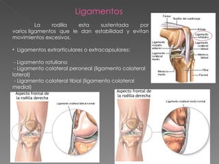 La rodilla esta sustentada por varios ligamentos que le dan estabilidad y evitan movimientos excesivos.  Ligamentos extrarticulares o extracapsulares: - Ligamento rotuliano - L igamento colateral peroneal (ligamento colateral lateral) - Ligamento colateral tibial (ligamento colateral medial) Ligamentos 