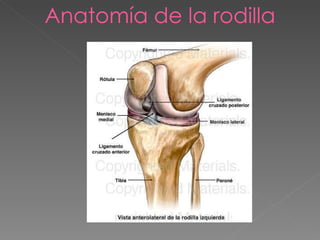 Anatomía de la rodilla 