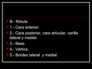    B.- Rótula.
   1.- Cara anterior.
   2.- Cara posterior, cara articular, carilla
    lateral y medial.
   3.- Base.
   4.- Vértice.
   5.- Bordes lateral y medial.
 