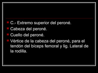    C.- Extremo superior del peroné.
   Cabeza del peroné.
   Cuello del peroné.
   Vértice de la cabeza del peroné, para el
    tendón del bíceps femoral y lig. Lateral de
    la rodilla.
 