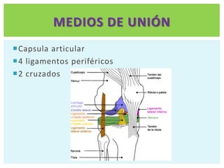 MEDIOS DE UNIÓN
Capsula articular
4 ligamentos periféricos
2 cruzados
 