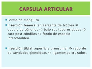 CAPSULA ARTICULAR
Forma de manguito
Inserción femoral en garganta de tróclea 
 debajo de cóndilos  bajo sus tuberosidades 
 cara post cóndilos  fondo de espacio
 intercondileo.

Inserción tibial superficie preespinal  reborde
 de cavidades glenoideas  ligamentos cruzados.
 