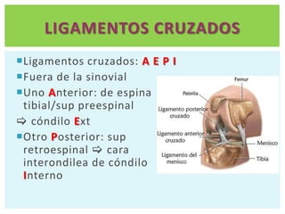LIGAMENTOS CRUZADOS
Ligamentos cruzados: A E P I
Fuera de la sinovial
Uno Anterior: de espina
 tibial/sup preespinal
 cóndilo Ext
Otro Posterior: sup
 retroespinal  cara
 interondilea de cóndilo
 Interno
 