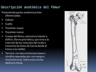Descripción anatómica del fémur
Presentando partes anatómicas bien
   diferenciadas:
 Cabeza
 Cuello
 Trocánter mayor
 Trocánter menor
 Cuerpo del fémur, estructura tubular o
   diáfisis (forma prismática, que sirve a la
   inserción de los músculos del muslo y
   transmite las líneas de fuerza desde el
   tronco a la rodilla)
 Termina con dos eminencias óseas o
   cóndilos separadas por una rampa o
   tróclea femoral. Sobre esta tróclea
   desliza la rótula.
 