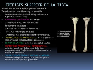 EPIFISIS SUPERIOR DE LA TIBIA
Voluminosa y maciza, algo proyectada hacia atrás.
Tiene forma de pirámide triangular invertida,
- Vértice orientado hacia la diáfisis y su base cara
    superior o Meseta Tibial,
 CAVIDADES GLENOIDEAS o cóndilos:
- 2 superficies articulares horizontales
- ligeramente excavadas
- Articulan con los cóndilos femorales
-    MEDIAL: más larga y excavada
-    LATERAL: más extendida en sentido transversal.
 TUBÉRCULOS MEDIAL Y LATERAL: bordes periférico
    semicirculares de las cavidades glenoideas
 ESPINA DE LA TIBIA: conjunto, ambos tubérculos
 SUPERFICIES PREESPINAL y RETROESPINAL:
    delante y por detrás de la espina de la tibia
    respectivamente (ambas comprendidas entre las 2
    cavidades glenoideas)
 TUBEROSIDADES TIBIALES MEDIAL Y LATERAL:
    salientes en la parte lateral de la epífisis superior
    Soportan a las cavidades glenoideas.
 